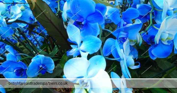 LONDON BLOG | KEW GARDENS LONDON | TROPICAL ZONE: FESTIVAL OF THE VIBRANT ORCHIDS OF INDONESIA