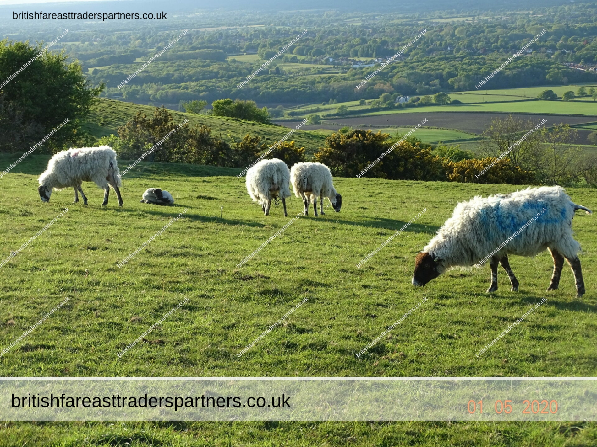 AN EVENING CLIMB IN DITCHLING BEACON, EAST SUSSEX, ENGLAND, BRITISH & FAR EAST TRADERS & PARTNERS, SHEEP, LAMB
