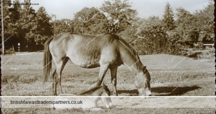 VINTAGE 30 SEPTEMBER 1958 THE PONIES IN THE NEW FOREST ENGLAND THUNDER & CLAYDEN SUN RAY SERIES RPPC Postcard COLLECTABLE SOUVENIR TRAVEL / HOLIDAY ANIMALS TOPOGRAPHICAL