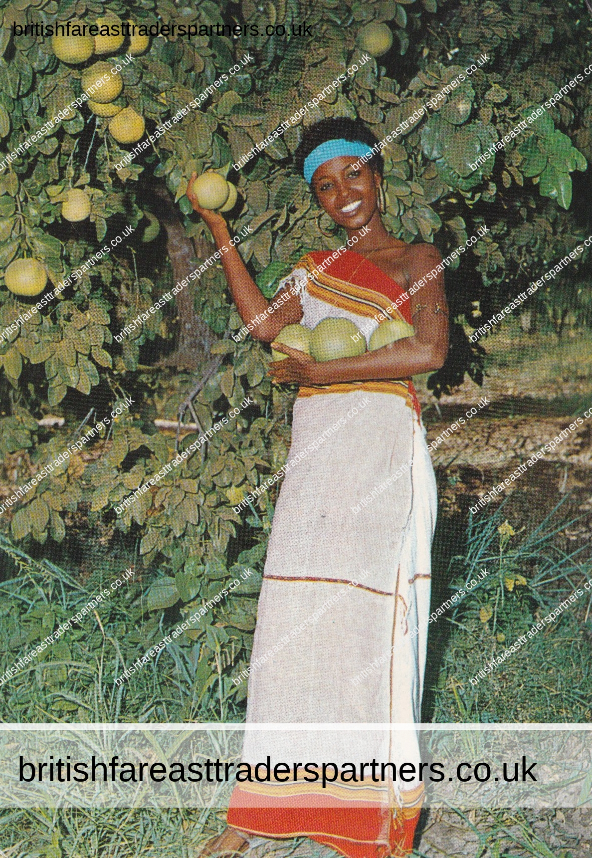 VINTAGE 1950s SOMALIA POSTCARD “SOMALI WOMAN HARVESTING GRAPEFRUIT” SOMALI NATIVE WOMAN | FASHION VINTAGE | COLLECTABLES |  HERITAGE | CULTURES & ETHNICITIES |  SOCIAL HISTORY | ETHNOGRAPHIC STUDIES | RESEARCH | SOMALIA | AFRICA
