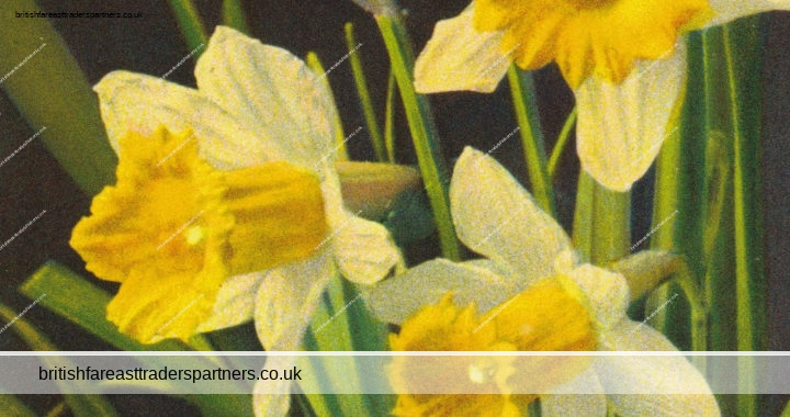 VINTAGE “Narcissus Pseudonarcissus DAFFODIL” SPRING FLOWERS COLLECTABLE Postcard