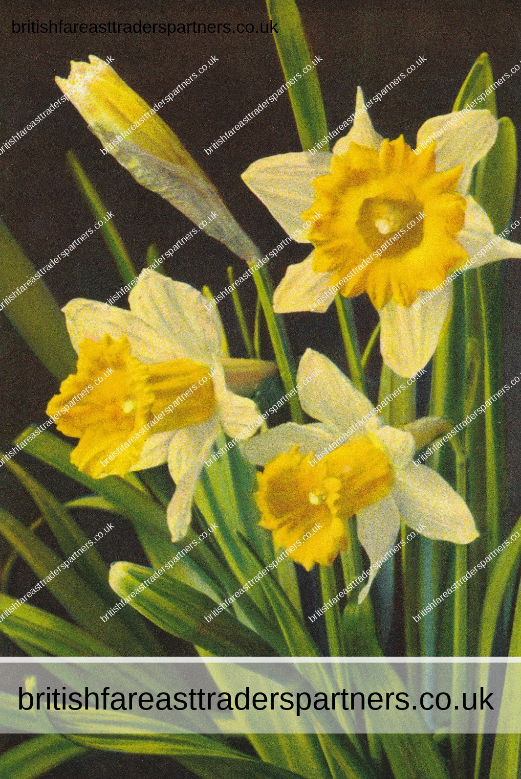 VINTAGE SPRING FLOWERS POSTCARD “Narcissus Pseudonarcissus – DAFFODILS” FLOWERS | SPRING TIME | SEASONS  | NATURE | COLLECTABLES | POSTCARDS