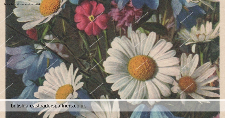 VINTAGE “Fleurs des champs” FLOWERS Thor E. Gyger COLLECTABLE Postcard