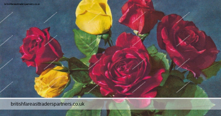 VINTAGE “Rosen – Roses – Rose” Thor E. Gyger ADELBODEN FLOWERS  Postcard