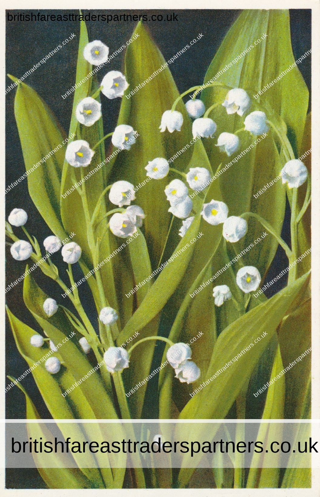VINTAGE FLOWERS POSTCARD “Convallaria majalis (LILY OF THE VALLEY)” THOR E. GYGER (PHOTOGRAPHY) FLOWERS | SEASONS | OUTDOORS |  NATURE | COLLECTABLES | POSTCARDS