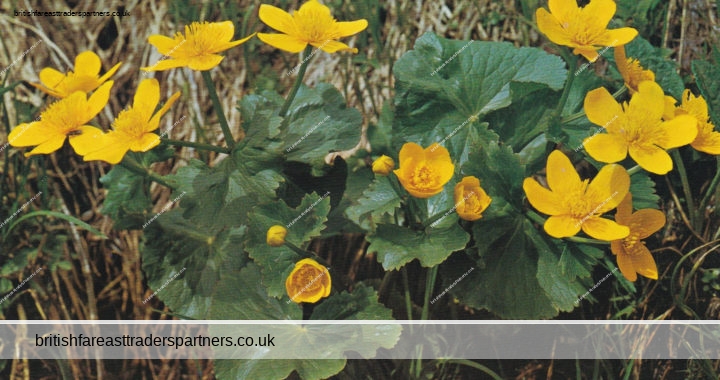 VINTAGE “Caltha palustris” Thor E. Gyger ADELBODEN FLOWERS  Postcard