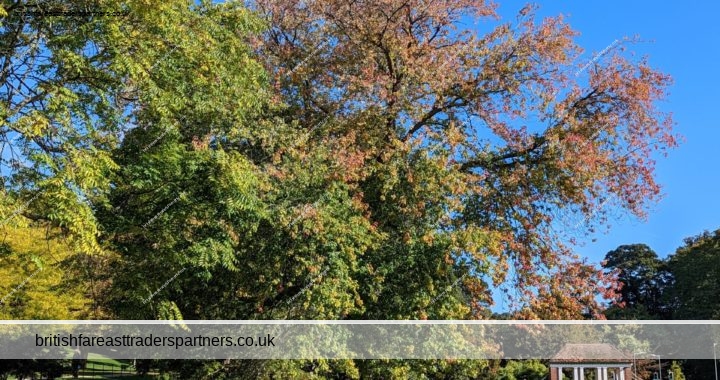 Autumn Bliss: A Stroll Through Kearsney Abbey & Russell Gardens, Kent