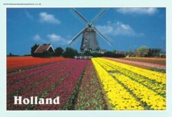 Greetings from HOLLAND Tulip Fields Paper Mill Cards Postcard